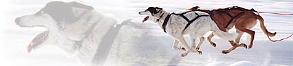 running dogs