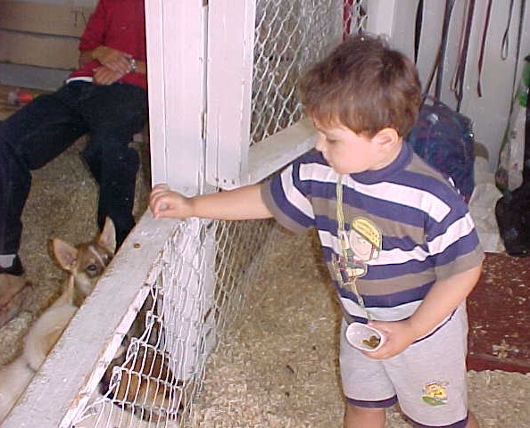 petting zoo 06