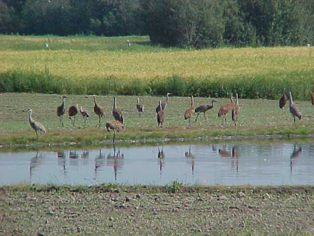 sand hill cranes