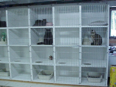 jpeg image of ourcat condos