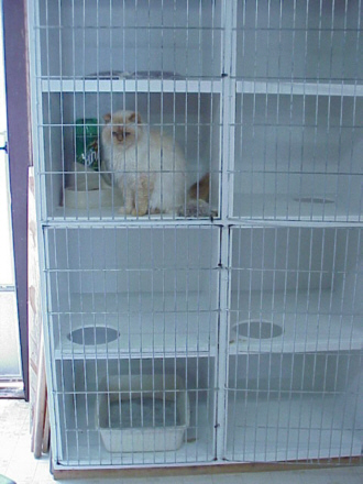 jpeg image of our cattery