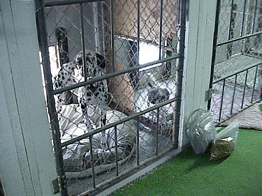 jpeg image of inside of kennel