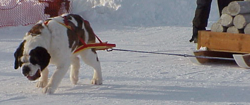 Sirvivor Pulling sled