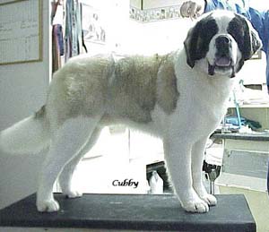 Cubby in for a Groom