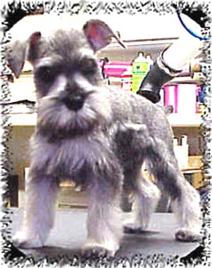 Well groomed terrier