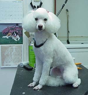 Well Groomed Poodle