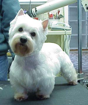 Well groomed Westie