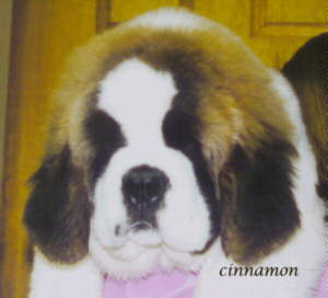 JPEG image of Cinnamon