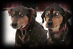 Neal Johnson's dogs ain't messing around