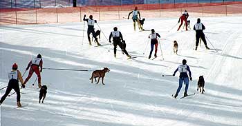 Skijor relay photo