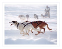 "Flying" from Sled Dog Studio